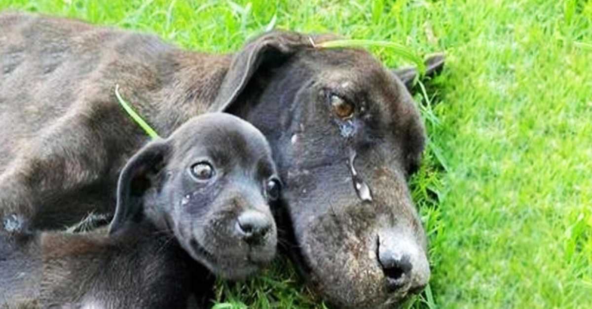 Exhausted Mother Dog Found Crying As She Couldn’t Look After Her Puppies