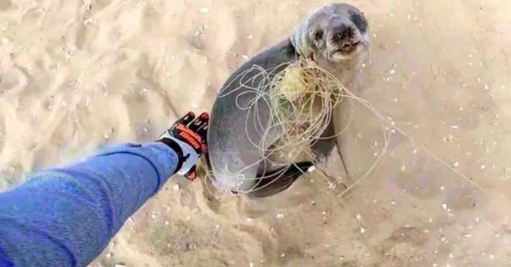 Baby Seal Stops To Thank His Rescuers For Freeing Him Before Rejoining His Family