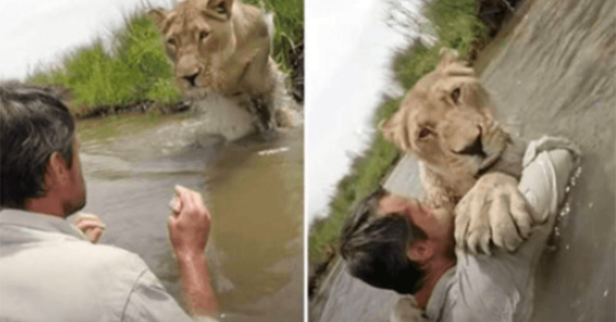 Incredible Video Of A Lioness Leaping Into Her Rescuer Man When Reuniting With Him After 7 Years