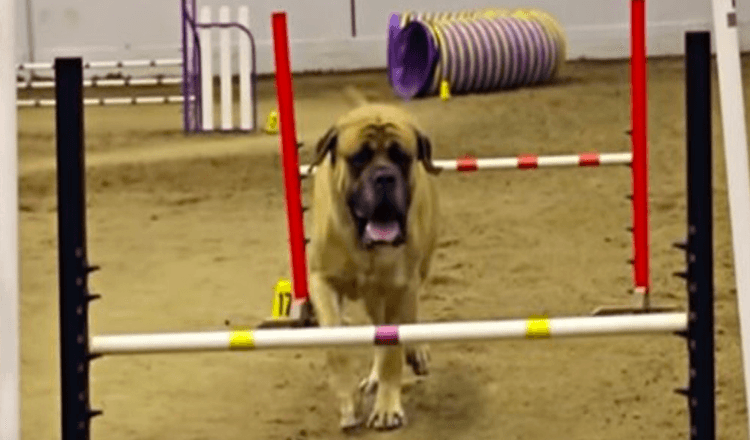 English Mastiff Completes Agility Course In Record Slow Time
