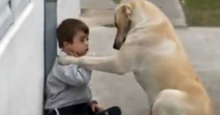 Dog Approaches Boy With Down Syndrome