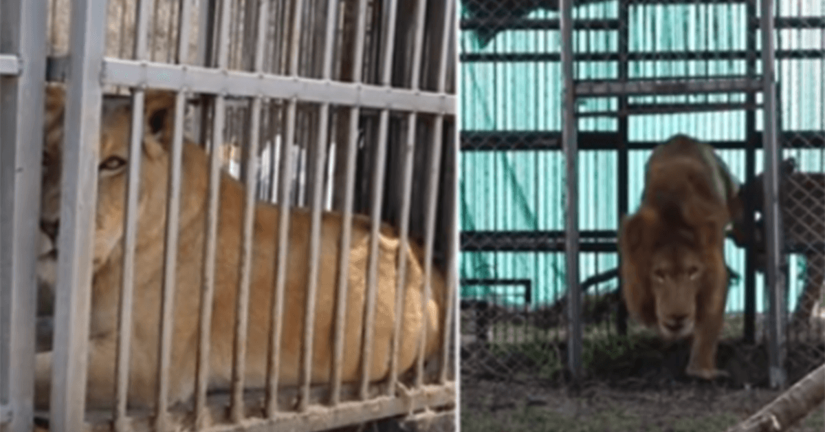After 8 Years In A Cage, Rescued Circus Lions Touch Grass For The First Time