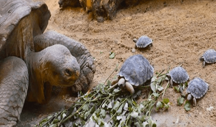 Endangered 80-year-old tortoise becomes a first-time mom