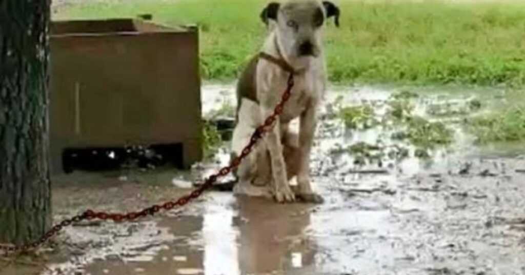 Chained Dog That’s Slighted By Owner & Couldn’t Lie Down, Only Wants 1 Thing