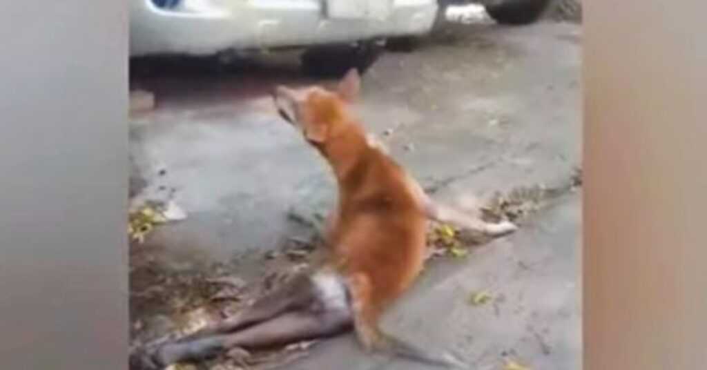 Dog Dragged Her Pained Body In Agony & Screamed For A Human To Intervene