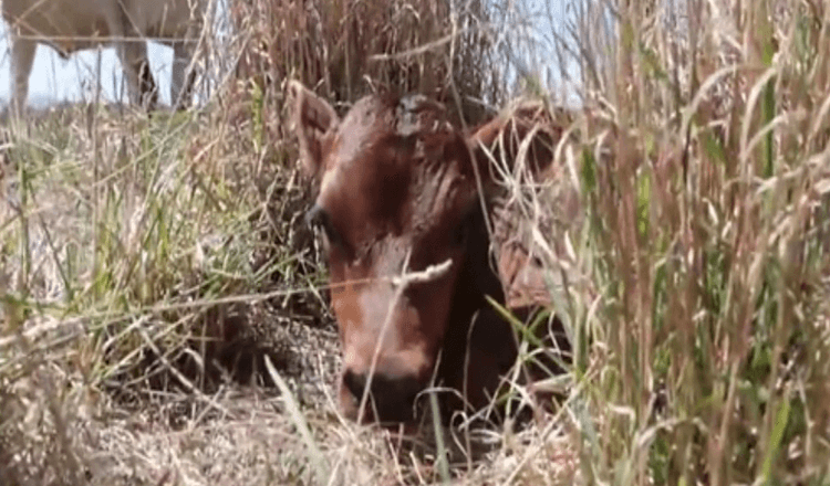 Mother Cow Keeps Hiding Her Newborn Calf To Prevent Her From Being Taken Away