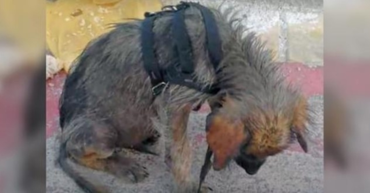 Dirty, Hungry Puppy Hung Head In Shame When He’s Told He’s Worthless & Pushed Out