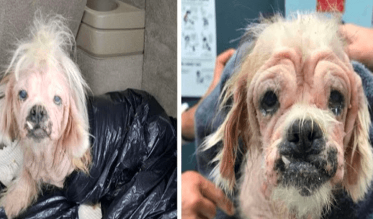 Senior Dog Dumped In Garbage Bag At Shelter, Staff Couldn’t Believe She Is Still Alive