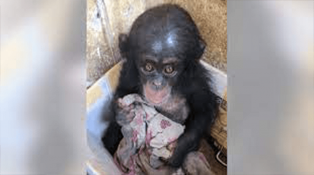 Baby Chimp Was Kept In A Box For Months Where She Clung To An Old Cloth For Comfort