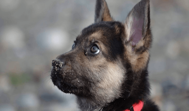 WA Rescue Creates Bucket List For Dying Puppy, Whose Memory Lives On
