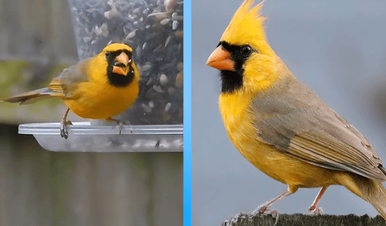 Extremely Rare Yellow Cardinal Photographed In Alabama Is ‘One In A Million’ (7+ Pics)