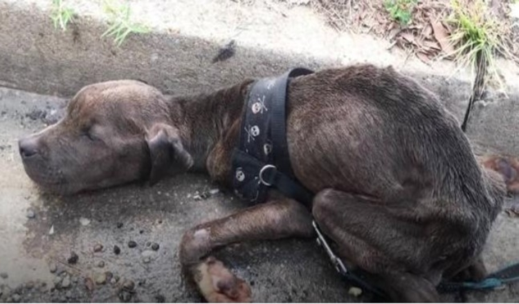 Starving Pit Bull Puppy Found Dying in Gutter So Happy Now