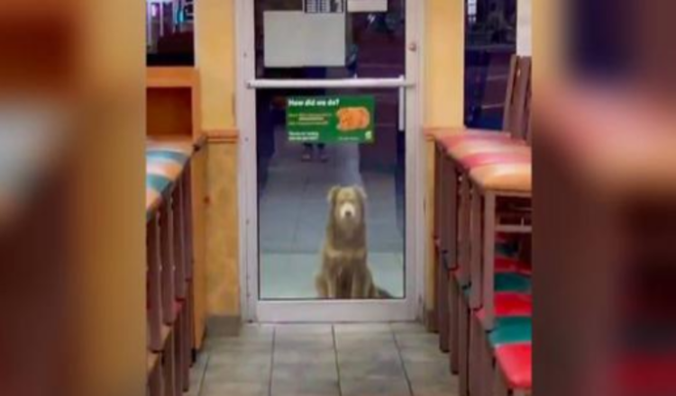This Abandoned Dog Comes Back Every Night For Her Free Meal At The Sandwich Shop