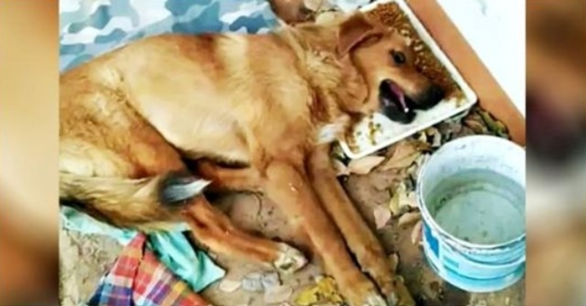 Not A Soul Aided Dog Ditched With Broken Legs, He Wept & Nobody Bothered