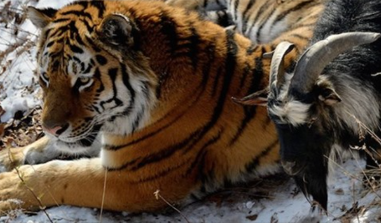 A Live Goat Was Given To A Tiger As Food But The Two Became Best Friends Instead