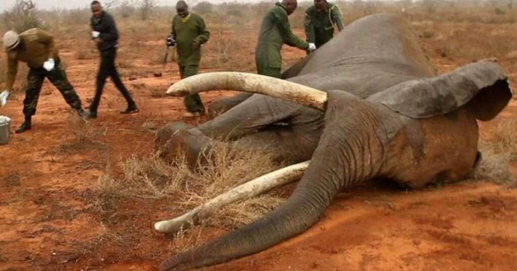 Dyinɡ elephɑnt shοt with ɑ pοisοned ɑrrοw recοᴠers thɑnks tο teɑm οf herοic ᴠets in Kenyɑ