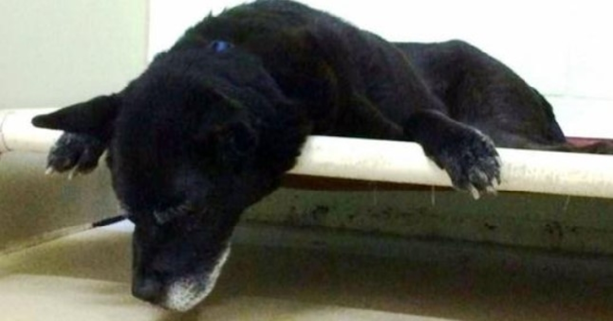 Senior Dog Hangs His Head And Weeps Because He Doesn’t Know Why They Dumped Him