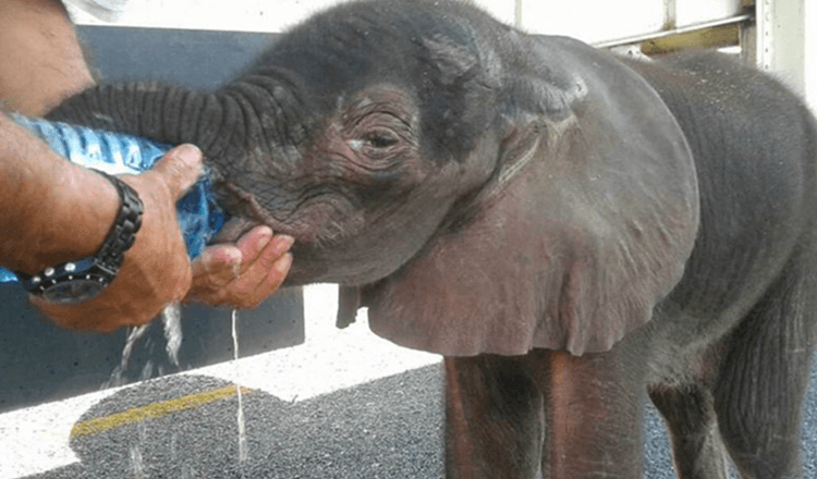 Little Elephant Comes Out of Nowhere, it Was Stopped by a Group of Truck Drivers