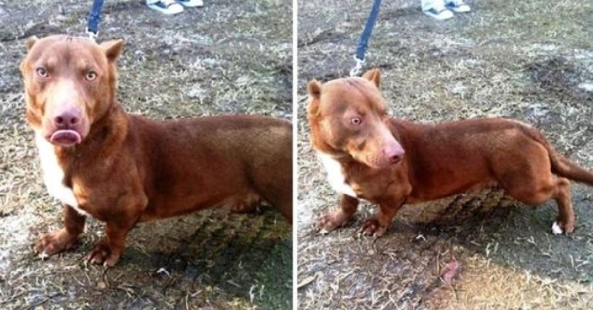 Weird “Pit Bull-Dachshund” Puppy Wanders Into Man’s Backyard & Begs For Help