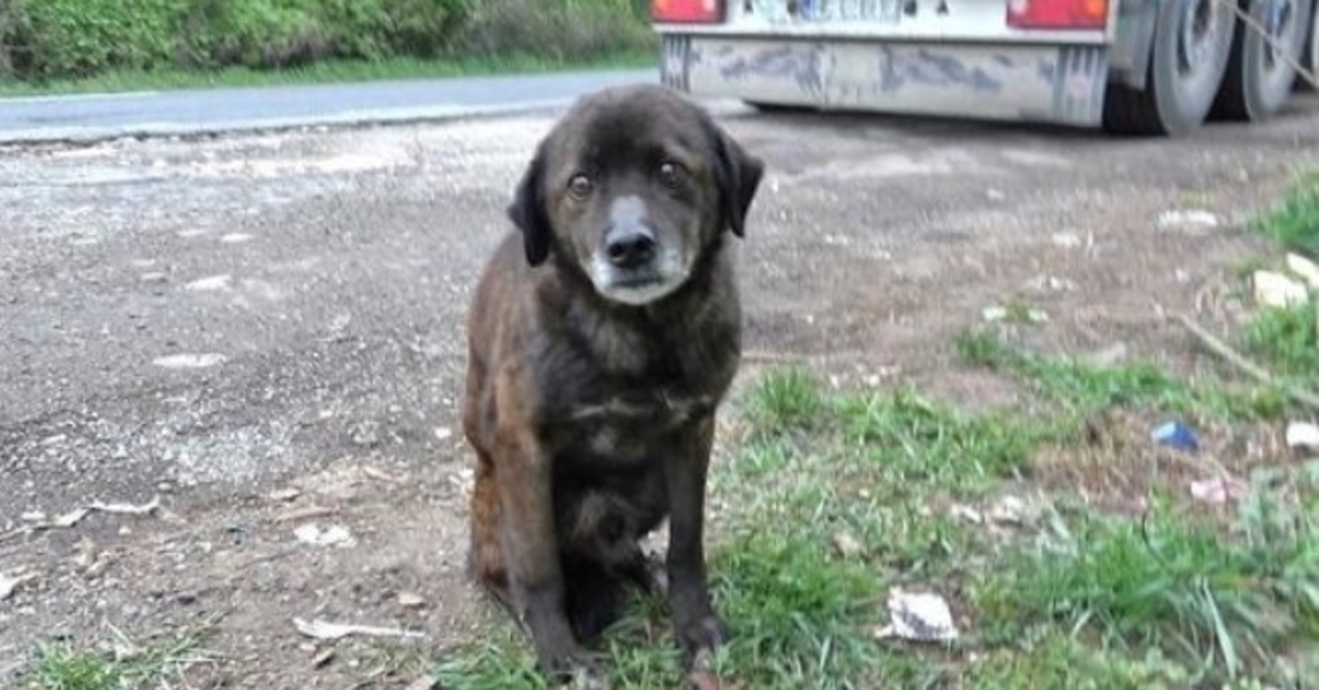 Old Dumped Dog Had Such A Harsh Past That He Didn’t Even Know How To Eat Treats