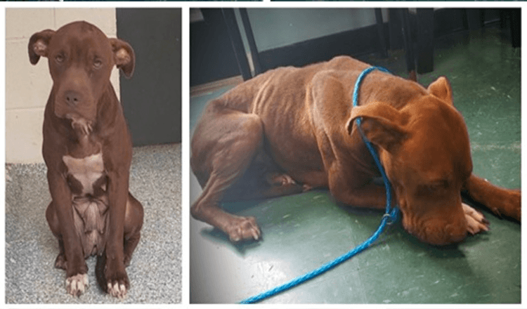 Shelter Dog On Death Row Trembles With Fear And Too Afraid To Walk