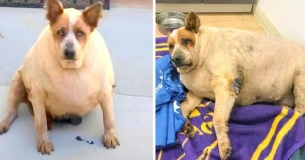 Morbidly Obese Dog Abandoned Near Field, He Is Forlorn, Sick And Has Nowhere To Go