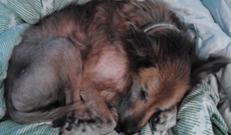 No One Wanted A Dying, 16-Year-Old Shelter Dog