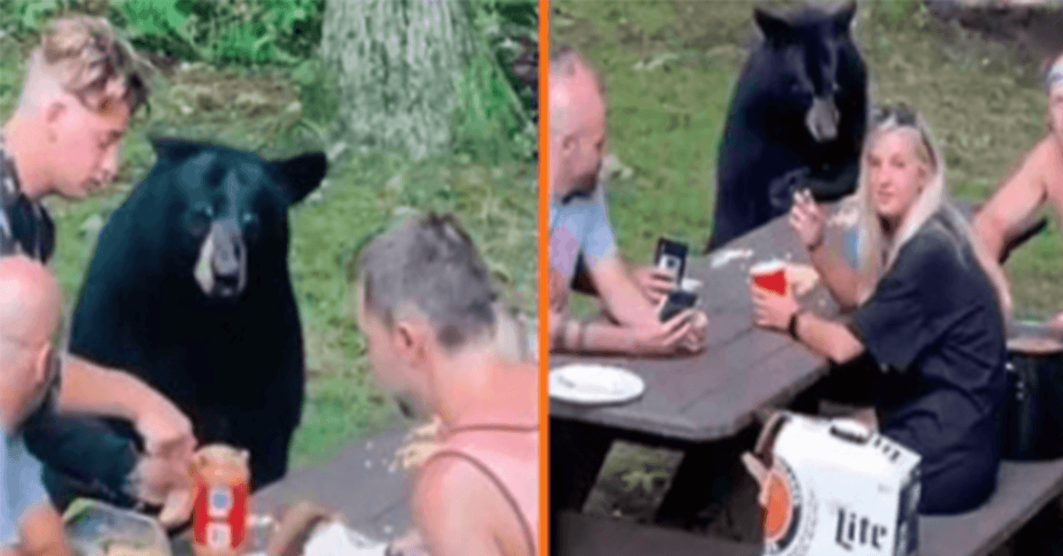 Wild Black Bear Joins Family Picnic And Demands PB&J Sandwiches