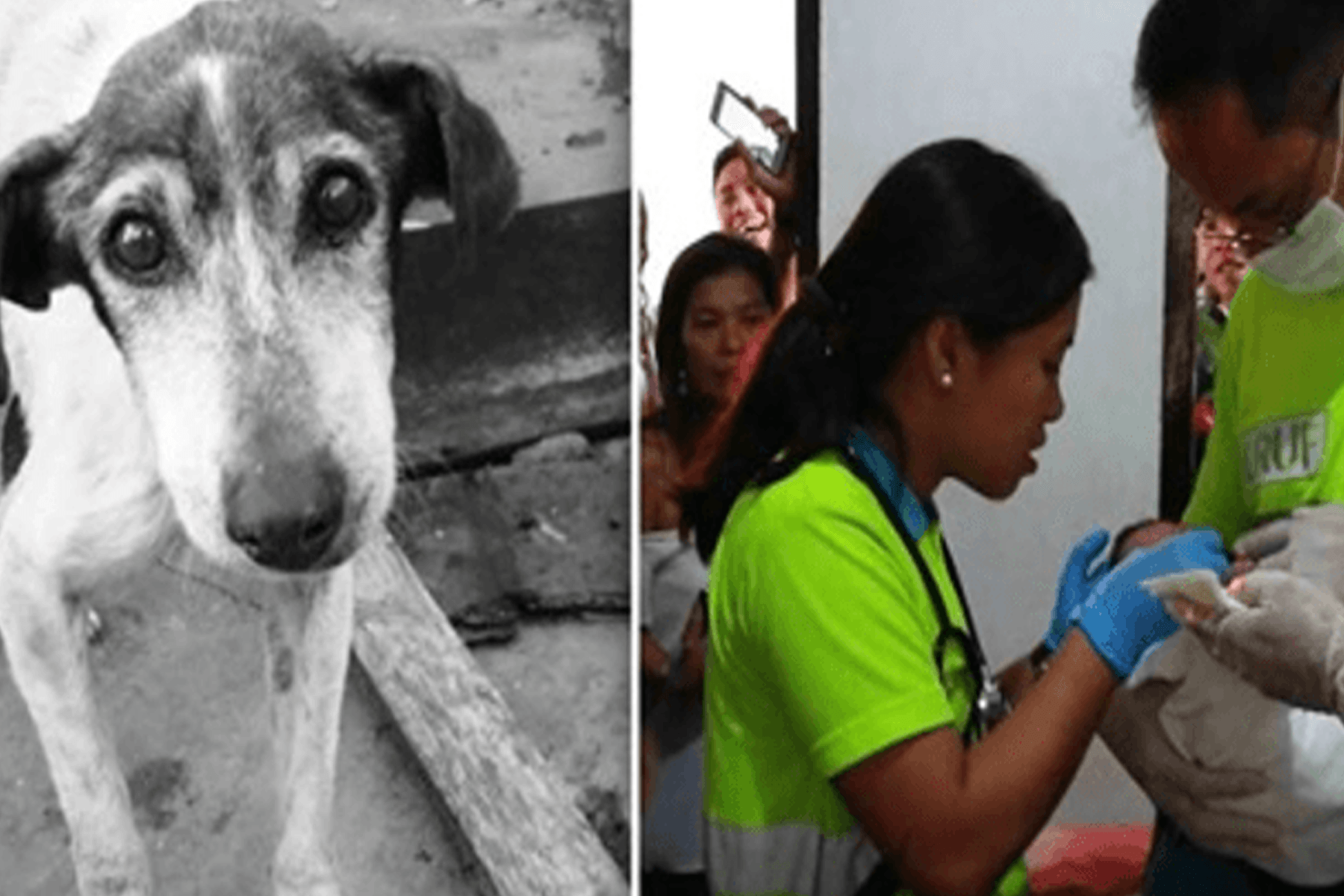 Stray Dog Saves Newborn Baby Floating on a Pile of Garbage