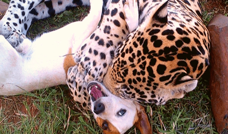 Rescue jaguar finds unlikely best friend in tiny dog named Bullet