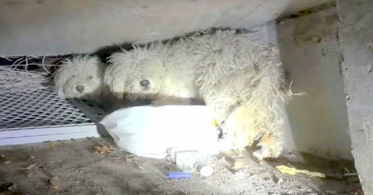 Abandoned Dog Shields His Sister After They Were Cruelly Dumped In A Sewer