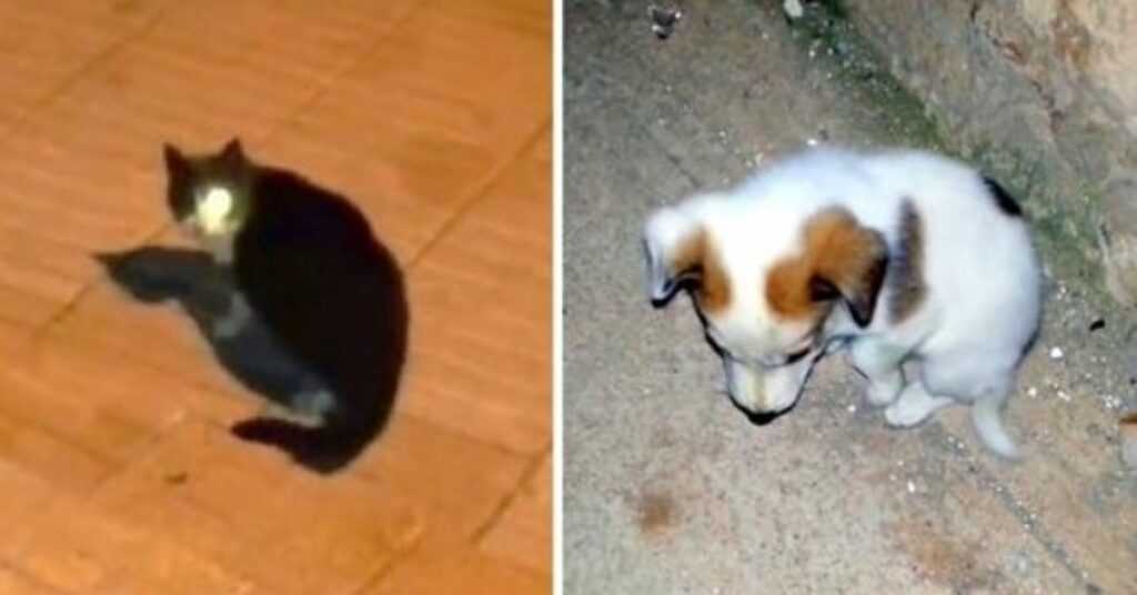 Man Was Feeding A One-Eyed Stray Cat, But Cat Led Him To A Dying Puppy Instead