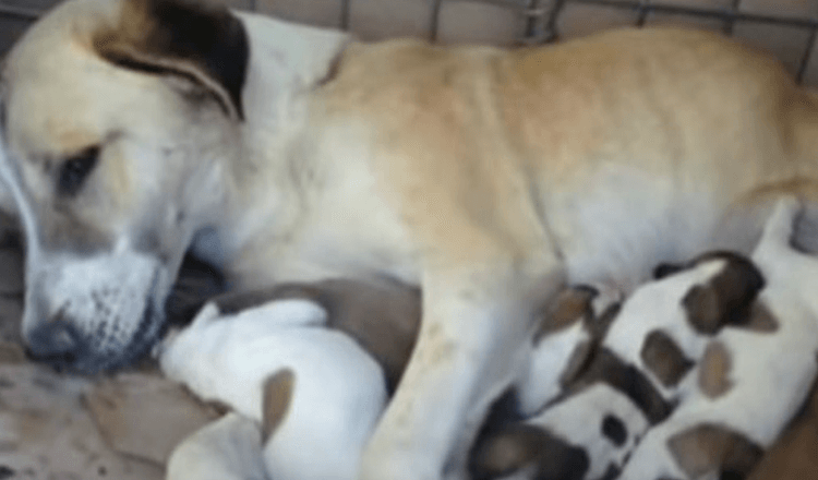 American Soldiers Refused To Leave Stray Mama Dog And Her Puppies Behind