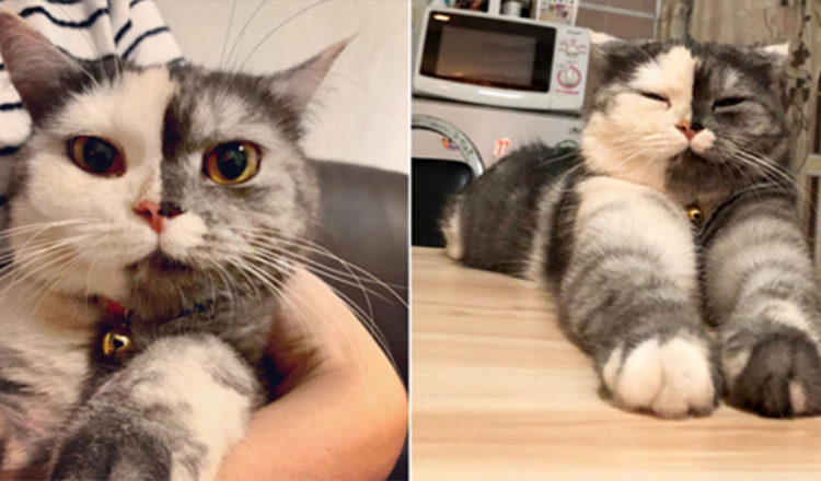 Meet ‘Cat’ The Fluffy Two-Faced Kitten
