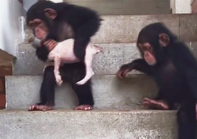 Dying puppy is nursed back to life with the help of some loving chimpanzees