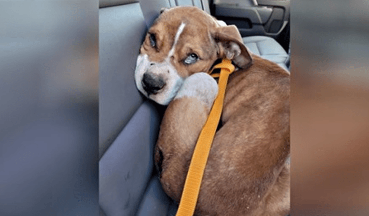 Abused Puppy Seized From New York Home Is Adopted By Responding Officer