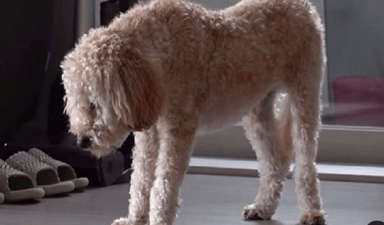 Traumatized puppy only sleeps standing up for fear of being abandoned