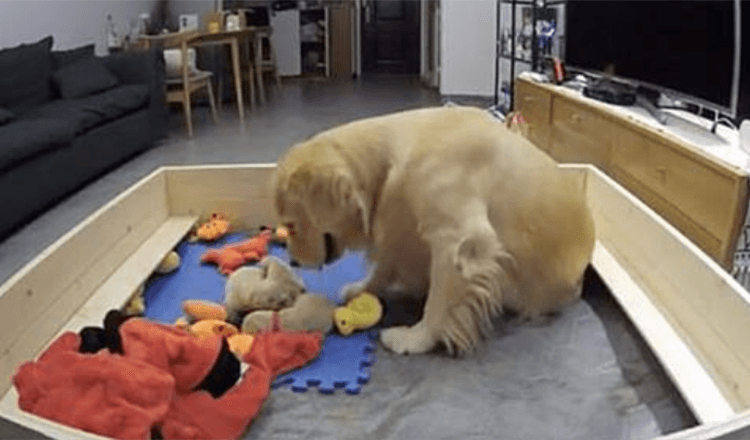 Golden Retriever Tries To Console Her Crying Puppies By Bringing Them Her Toys