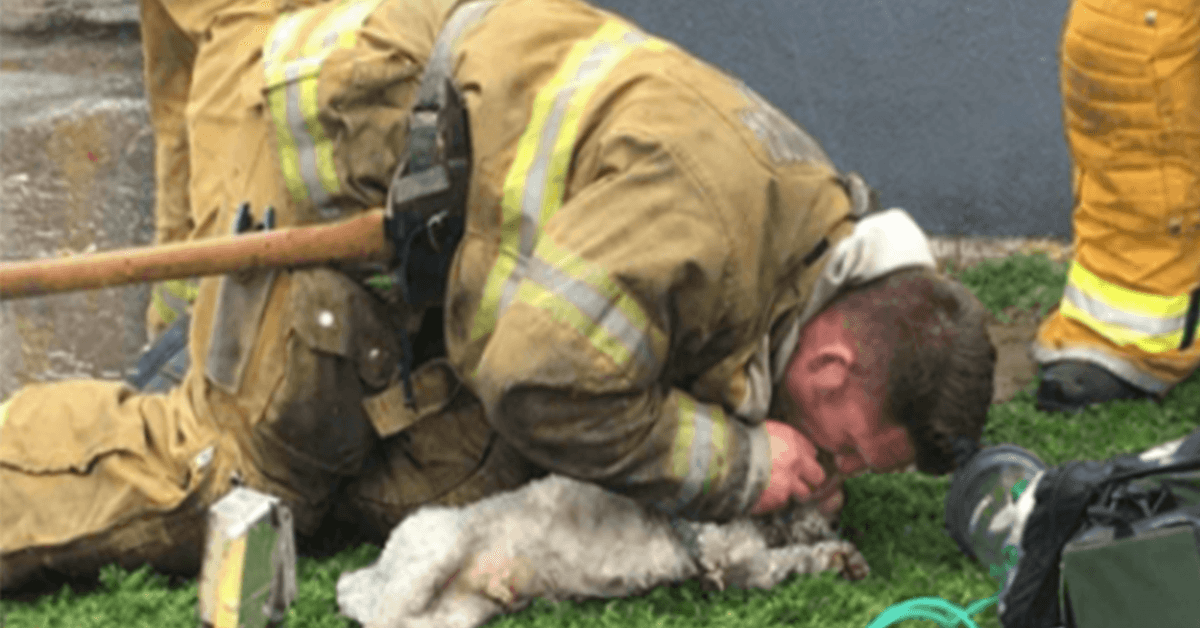 Firefighter Refuses To Give Up On Little Dog Rescuing From Burning Home