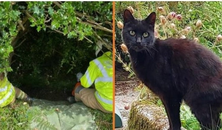 Cat’s Meowing Leads Police to Missing 83-Year-Old Woman Who Fell Down a Ravine