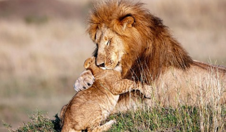 Photographer Captures Lion Dad And Cub In Magical Hug – Real Life Lion King (+5 Pics)