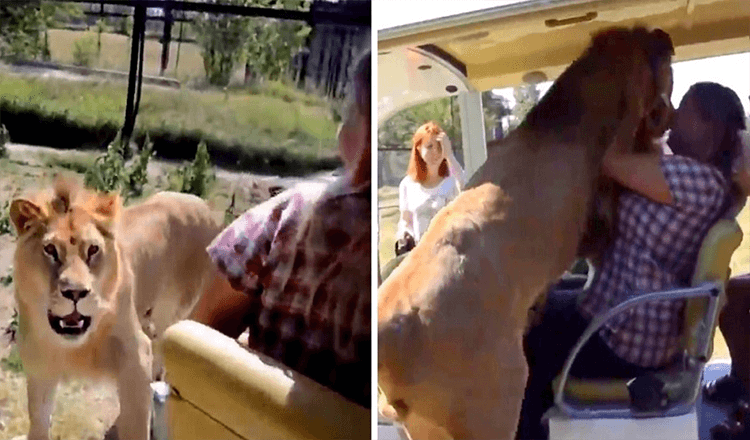 Wild Lion Jumps Into An Open Safari Vehicle And Goes Straight For Woman’s Face