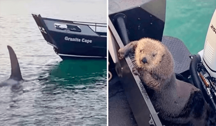 Otter Seeks Refuge On Man’s Boat As He Barely Escapes Jaws Of Killer Whale