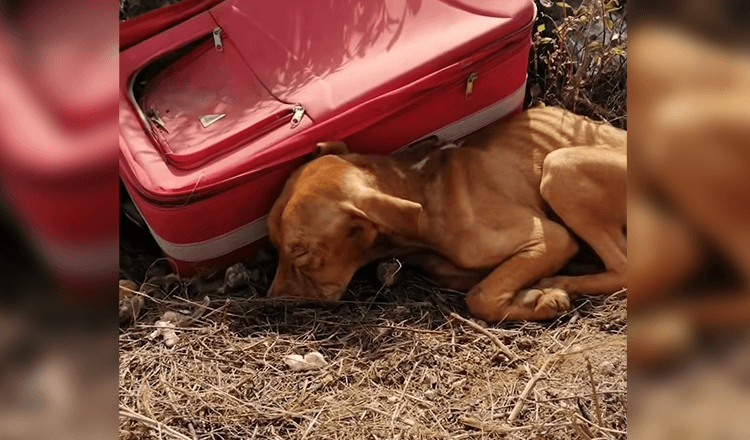 Puppy is abandoned in the middle of nowhere in a suitcase, but he didn’t stop fighting