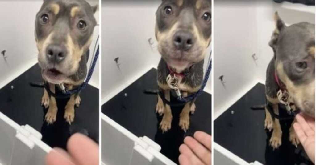 Woman Shows Up To Clean Abandoned House And Finds A Dog In The Attic