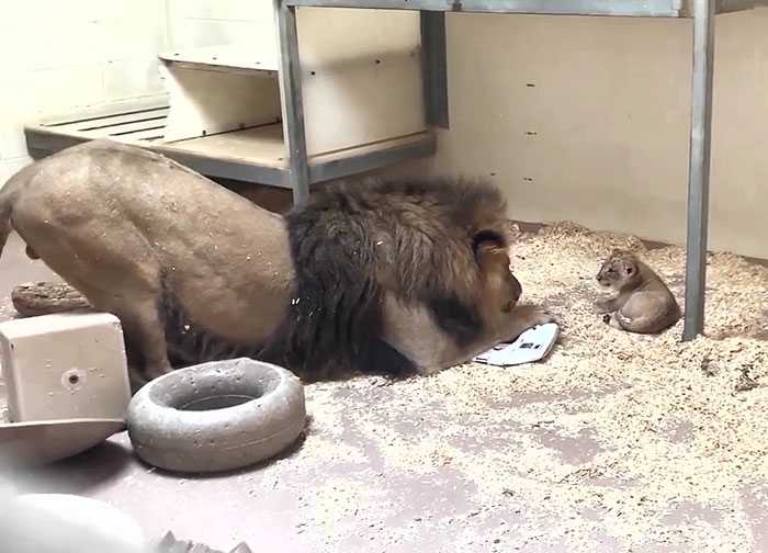 Heart-Melting Moment Dad Lion Crouches Down To Meet His Baby Cub For The First Time