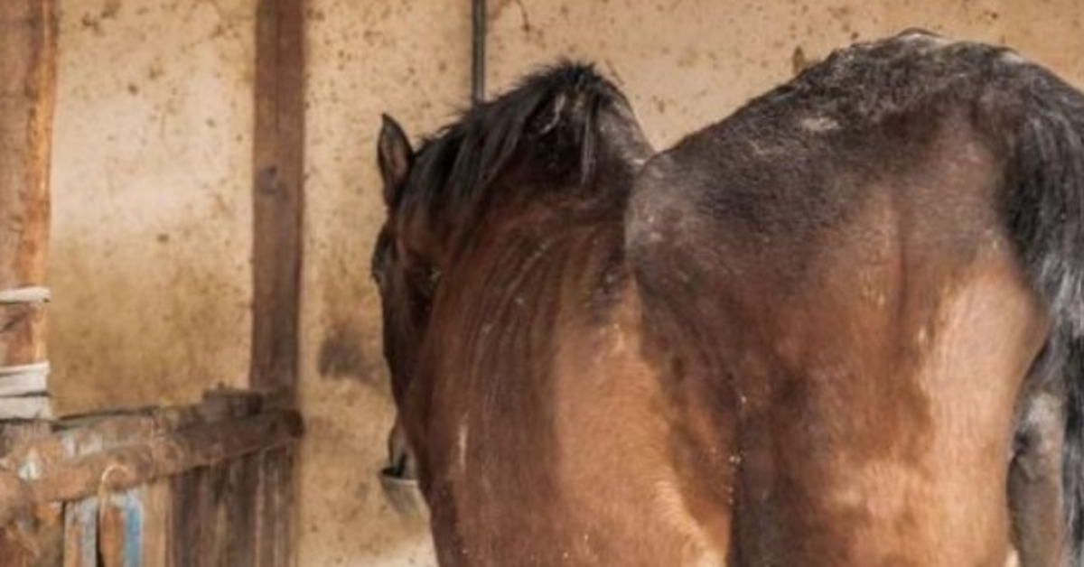 Starving Horse Was Too Scared To Look Her Rescuers In The Eye
