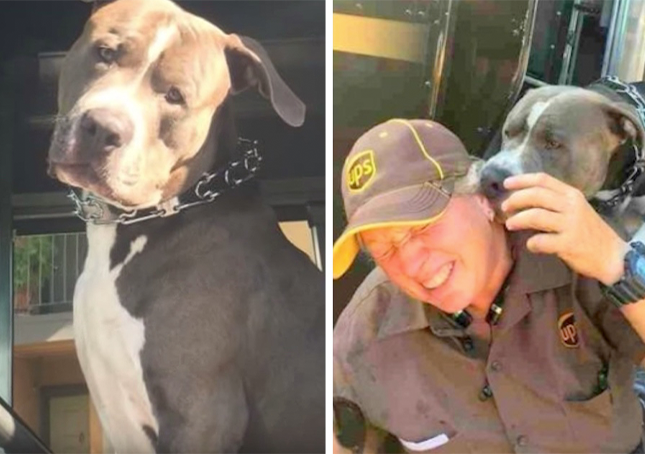 Dog Keeps Crying After His Mom Passed Away, Begs UPS Employee To Get A New Home