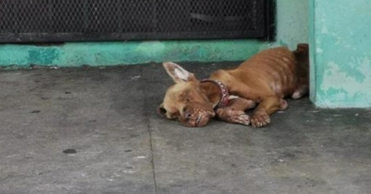 Dog Abandoned At Gas Station, And He Was Totally Ignored By Everyone