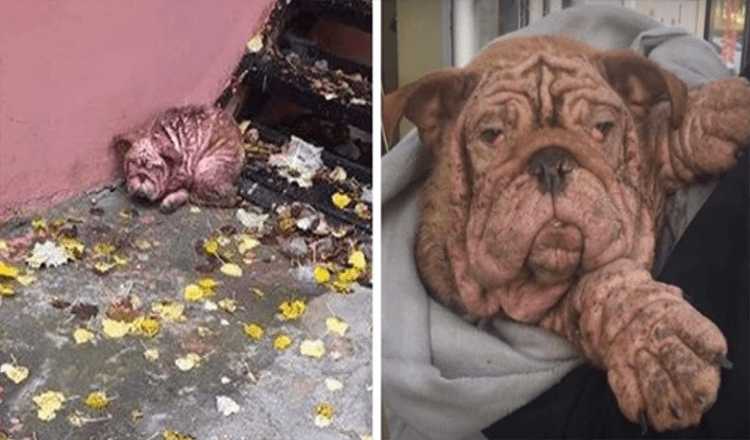 Abandoned Bulldog Forced To Live In The Streets With Severe Mange